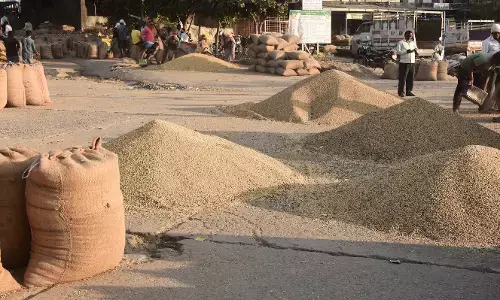 सफेद-पीले सोने से चमक उठी कृषि मंडी, बंपर आवक, किसानों के चेहरे खिले सफेद-पीले सोने से चमक उठी कृषि मंडी, बंपर आवक, किसानों के चेहरे खिले