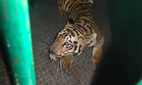 आखिरकार हमलावर बाघिन हुई पिंजराबंद , तीन से अधिक गांवों में थी दहशत