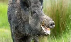 जंगली सुअर के हमले में सेवानिवृत्त मुख्याध्यापक की मृत्यु