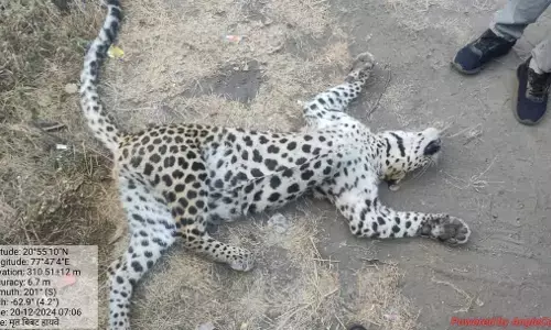 फिर एक शावक तेंदुए की मौत, वन्य प्राणियों की सुरक्षा का मुद्दा फिर उठा फिर एक शावक तेंदुए की मौत, वन्य प्राणियों की सुरक्षा का मुद्दा फिर उठा