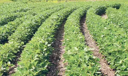 भंडारा में 48 हजार 487 हेक्टेयर क्षेत्र में से केवल 2 हजार 952 हेक्टेयर का ही निकला बीमा