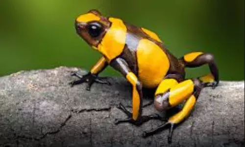 जहरीला होने के बावजूद मार्केट में है गजब की डिमांड, जानें दुनिया के सबसे महंगे मेंढक के बारे में, कीमत सुनकर हो जाएंगे हैरान