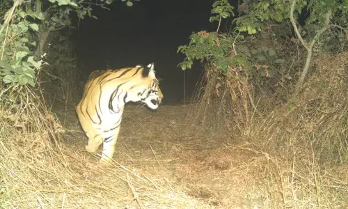 खेत में हल जोत रहे किसान को टाइगर ने मारा खेत में हल जोत रहे किसान को टाइगर ने मारा