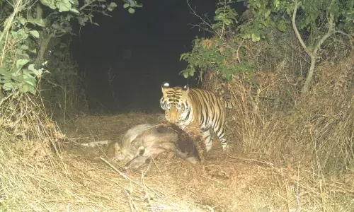 शिकार खाते कैमरे में कैद हुआ टाइगर शिकार खाते कैमरे में कैद हुआ टाइगर