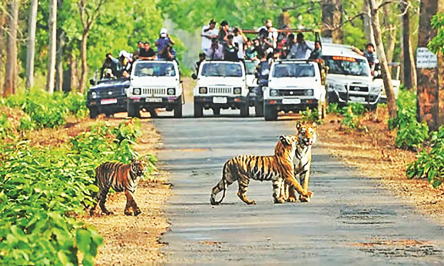 जंगल में नया साल मनाने की होड़, सफारियां 2 जनवरी तक हो चुकी हैं बुक