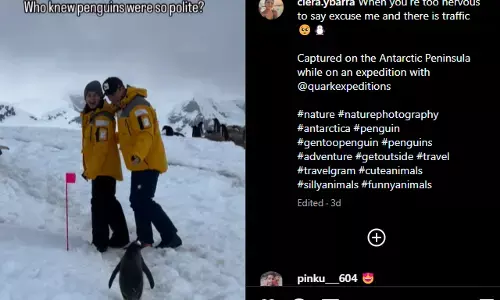 कपल खड़ा था रास्ते में तो पेंगुइन ने जाते हुए किया ऐसा काम कि उड़ गए लोगों के होश, वीडियो हो रहा वायरल