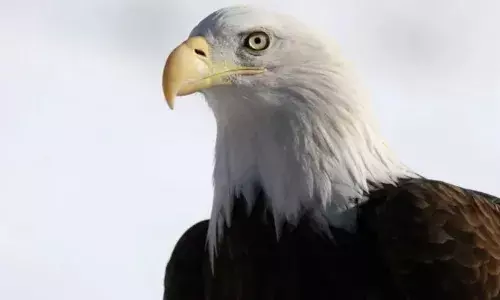 बाल्ड ईगल को आधिकारिक तौर पर घोषित किया गया अमेरिका का राष्ट्रीय पक्षी, 250 सालों के  बाद मिला ये सम्मान