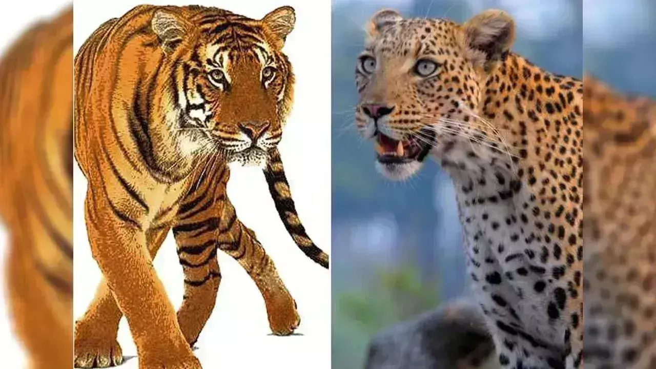 बाघों की तरह तेंदुओं काे भी शिकारी बना रहे निशाना, , राज्य भर में कुल 444 बाघ मौजूद