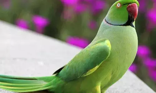 तोता हुआ गायब तो मालिक ने छोड़ा खाना, ले ली सभी के घरों की तलाशी, आखिर में इनाम में रखी मोटी रकम, जानकर हो जाएंगे हैरान