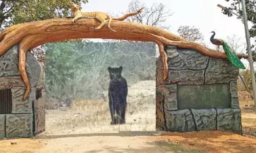 मोगरकसा संरक्षित जंगल में दिखा काला तेंदुआ, जंगल सफारी के पर्यटकों में बढ़ा आकर्षण