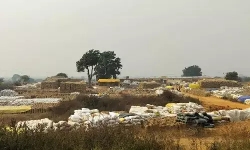 उठाव में देरी से खुले में पड़ी 5.33 लाख क्विंटल धान उठाव में देरी से खुले में पड़ी 5.33 लाख क्विंटल धान