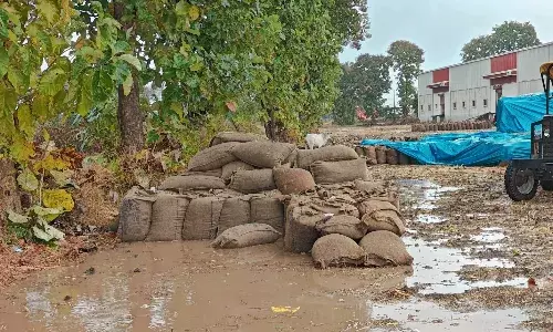 बदला मौसम, अनाज को भारी नुकसान, खरीदी केन्द्रों पर खुले में पड़ी 500 करोड़ रुपये की धान भीगी