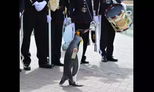 नार्वे की आर्मी में पेंगुइन की एंट्री! मेजर जनरल की पोस्ट पर हुआ प्रमोशन. सोशल मीडिया पर यूजर्स कर रहे विश