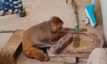 नहीं देखी होगी घर के कामों में हाथ बंटाने वाली बंदरिया, आठ साल से रह रही इंसानों के साथ