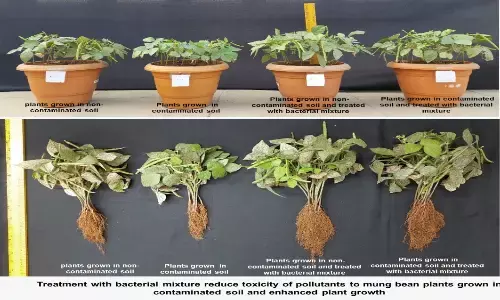 जेनेरा न्यूडोमोनास एवं एसिनेटोबैक्टर एरोमैटिक यौगिक तोड़ने में सक्षम बैक्टीरिया की खोज