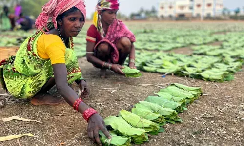 तेंदूपत्ता खरीदी के लिए सरकार ने तय की दर