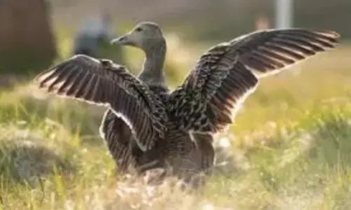 देखने में बिल्कुल मामूली पक्षी, असल में है सबसे गर्म प्राकृतिक फाइबर, पंखों की कीमत इतनी ज्यादा कि सुनकर उड़ जाएंगे होश