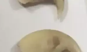 चंद्रपुर में कुख्यात शिकारी के घर से मिले नीलगाय, चीतल और बाघ के अंग