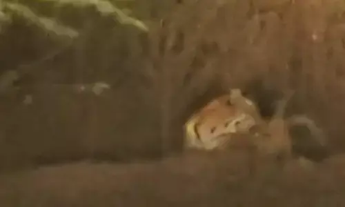 चंद्रपुर के वेकोलि की खदानों के आसपास वनराज की दहशत