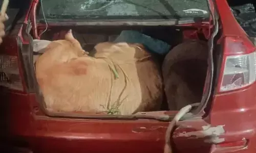 कार में क्रूरतापूर्वक भरे थे 6 मवेशी, पुलिस को देख भागे तस्कर