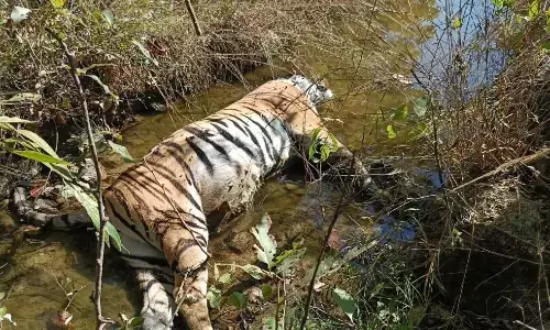 खैरी टोला में टाइगर की दहशत, दो मवेशियों का किया शिकार खैरी टोला में टाइगर की दहशत, दो मवेशियों का किया शिकार