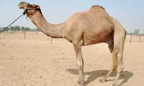 लोगों से ज्यादा अच्छा इस शहर के ऊंटों का है जीवन, काजू-बादाम और दूध के साथ चलती है इनकी स्पेशल खिलाई-पिलाई, आप भी जानकर हो जाएंगे हैरान