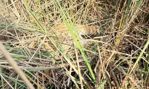 तुमसर वनपरिक्षेत्र  में 4 टुकड़ों में मिला बाघिन का शव, जांच जारी