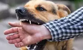 गडचिरोली के एक गांव में आवारा श्वानों का हमला,  चार लोग घायल