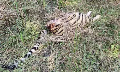 करंट की चपेट में आने से हुई थी बाघिन की मृत्यु, सबूत मिटाने कर दिए चार टुकड़े