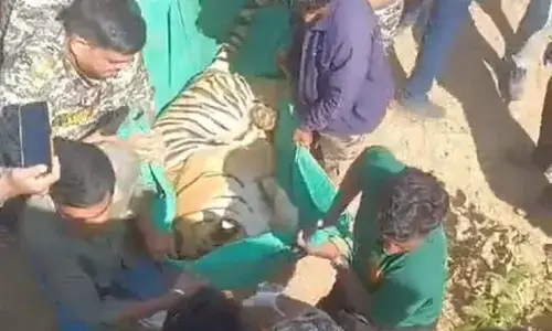 जंगल में पेड़ों के पास बैठे बाघ को ग्रामीणों ने जमकर किया परेशान