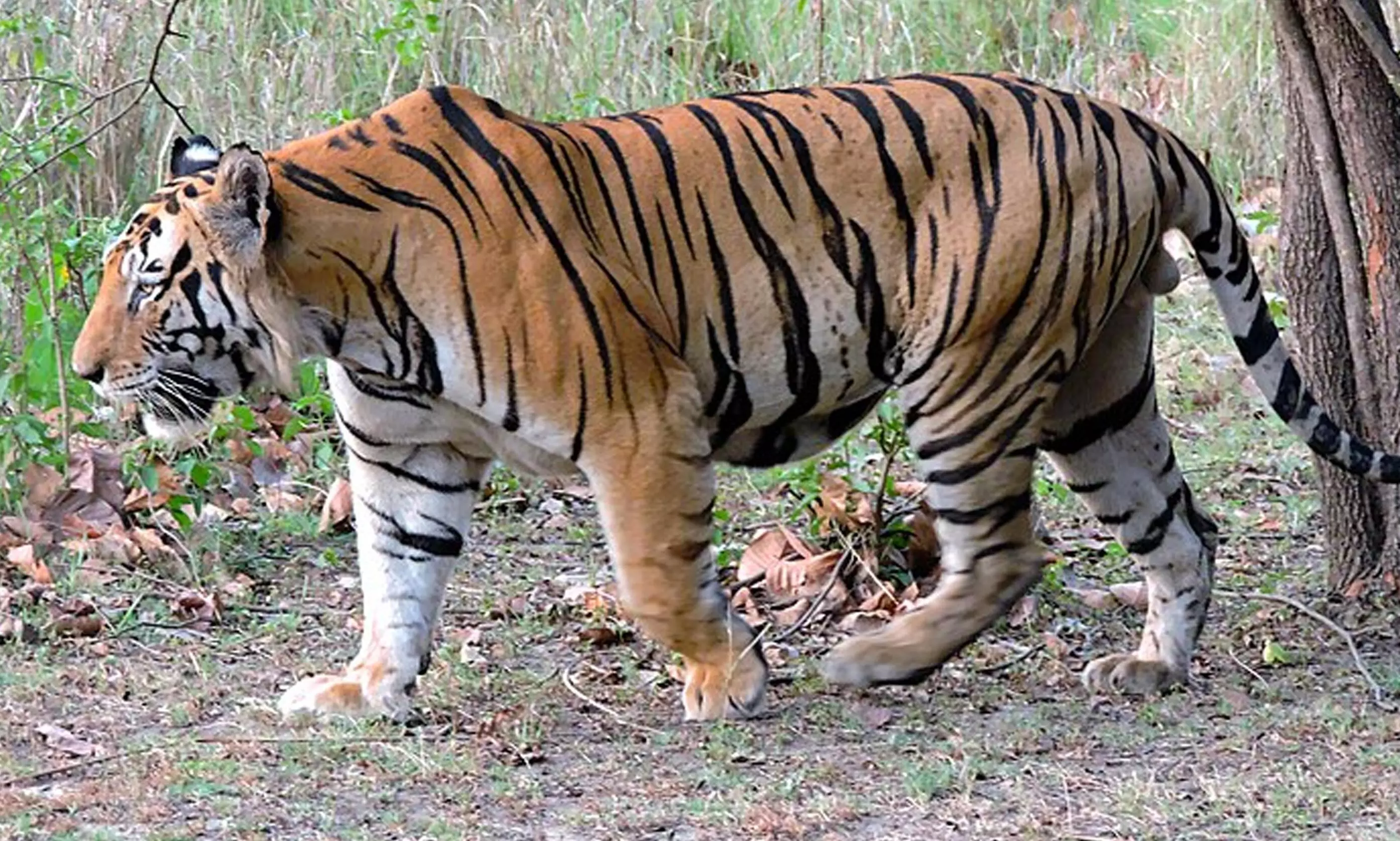 अब संगाबा विद्यापीठ परिसर में पहुंचे वनराज, पहले से तेंदुए की दहशत बरकरार अब संगाबा विद्यापीठ परिसर में पहुंचे वनराज, पहले से तेंदुए की दहशत बरकरार
