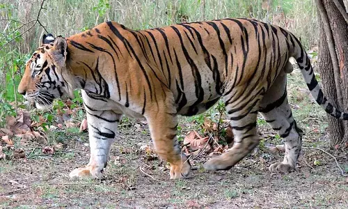 अब संगाबा विद्यापीठ परिसर में पहुंचे वनराज, पहले से तेंदुए की दहशत बरकरार