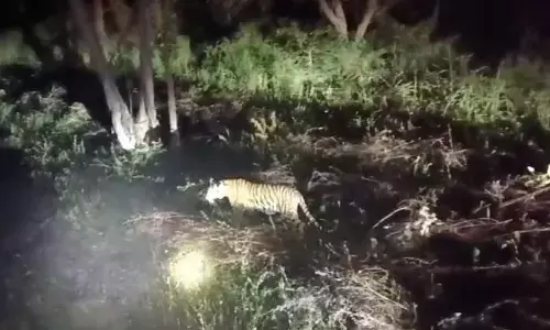 बाघ के साथ सेल्फी लेने वालों के खिलाफ होगी कार्रवाई