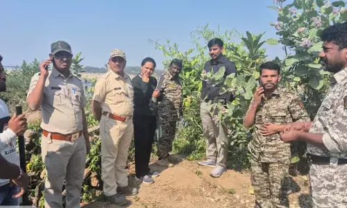 पवनी शहर के वैजेश्वर मंदिर तथा नदी तट परिसर में वनराज ने जमाया डेरा