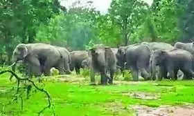 गडचिरोली के मरेगांव से हाथियों के झुंड का पलायन, अब बाघ की एन्ट्री