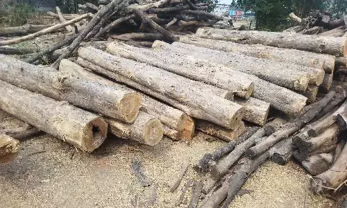 गुजरात के गोधरा से आई सागौन की खेप पकड़ाई गुजरात के गोधरा से आई सागौन की खेप पकड़ाई