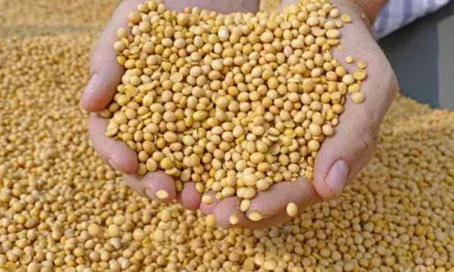 नाफेड का सोयाबीन बिक्री का पंजीयन बंद , किसान हो रहे परेशान