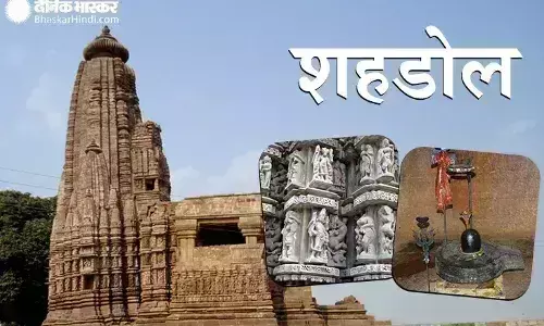 ओपीएम गैस प्लांट के समीप नजर आई जंगली बिल्ली, बाघ के नाम से फैली दहशत