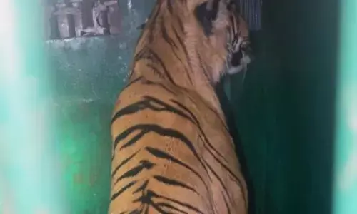 जंगल में बांस कटाई कर रहे मजदूर का शिकार कर 6 घंटे तक वहीं डटा रहा बाघ