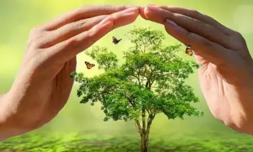 अमरावती के पर्यावरण विभाग ने बैरंग लौटाई वृक्ष गणना की रिपोर्ट अमरावती के पर्यावरण विभाग ने बैरंग लौटाई वृक्ष गणना की रिपोर्ट