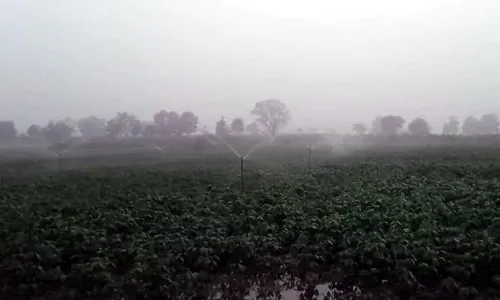 बदरीले मौसम के कारण रबी की फसल संकट में, वर्धा जिले के किसान परेशान