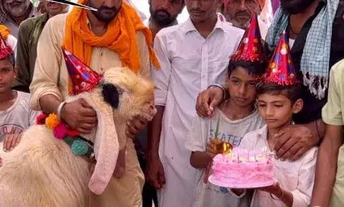 मंदिर से बचाई हुई बकरी का ऐसा मनाया बर्थडे कि देखकर सब लोग हो गए हैरान, बकरी को बताया घर की शहजादी!