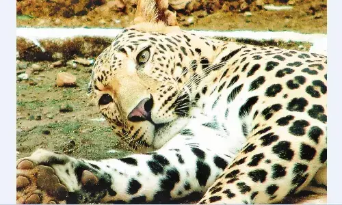 बाघ के हमले से किसान की गई जान, खवासा क्षेत्र के बावली टोला की घटना