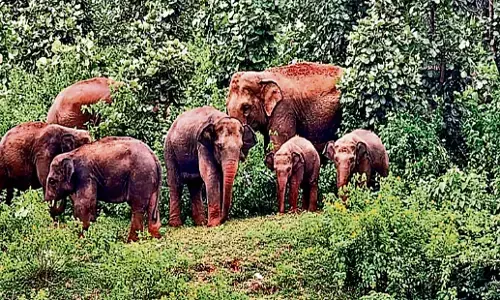 गडचिरोली के मरेगांव क्षेत्र में फिर दाखिल हुआ जंगली हाथियों का झुंड