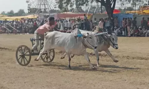 विदर्भ स्तरीय शंकरपट , एक दाणी दौड़ में नाथ-पक्षी जोड़ी ने मारा मैदान