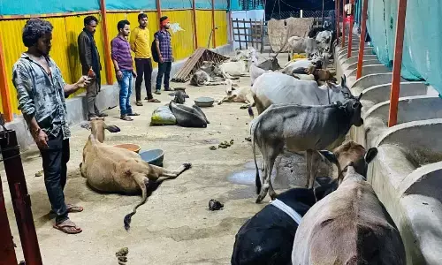 गौवंश ही नहीं श्वान, बिल्ली, बंदर जैसे जानवरों का भी होता है इलाज