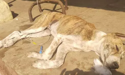 मेलघाट के श्वान कैनाइन पार्वोवायरस की चपेट में