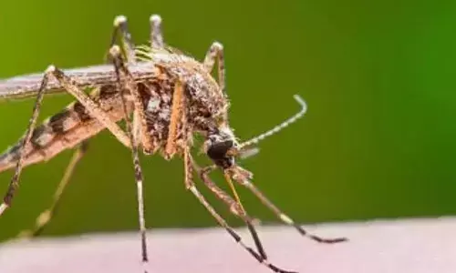 घर पर आ रहे हैं बहुत ही ज्यादा मच्छर, तो अपनाएं इन घरेलू नुस्खों को, कम हो जाएंगे मच्छर घर पर आ रहे हैं बहुत ही ज्यादा मच्छर, तो अपनाएं इन घरेलू नुस्खों को, कम हो जाएंगे मच्छर