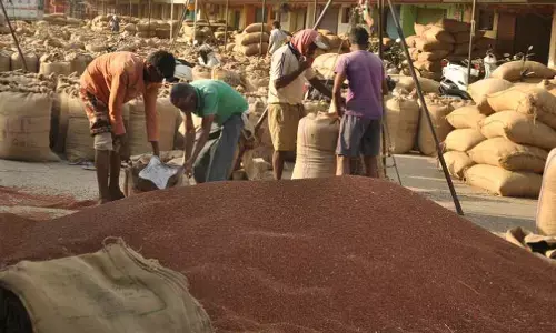 कृषि उपज मंडी में समर्थन मूल्य पर तुअर खरीदी के लिए रजिस्ट्रेशन हुआ शुरू