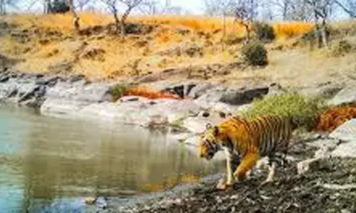 गर्मी दस्तक देने लगी, वन्यजीव प्यासे, सूखने लगे जलाशय